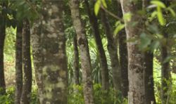 海南儋州蘭洋鎮坡春村沉香項目